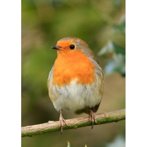 Robin, Mealworms, Wheat Free mix - Robin perched on a branch