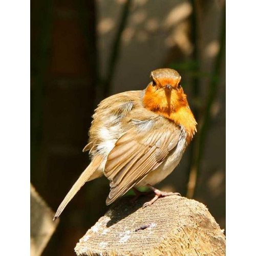 Robin loves Mealworms - This chap, very obligingly, sat for about ten minutes while I snapped away at Blists Hill Victorian Town, By M Wall