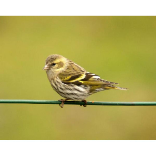 Siskin, High Energy No Mess Mix - A Siskin resting on a wire fence