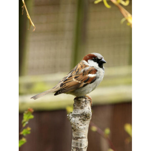 Sparrow - Standard Mix - A House Sparrow on lookout duty