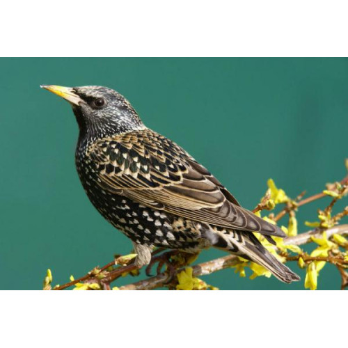 Starling - Suet balls and blocks - I spy with my little eye......