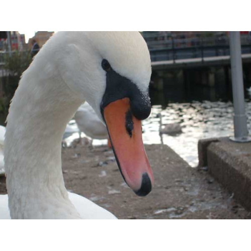 Swan by Tiffany Baxter - A Swan close up from Tiffany Baxter