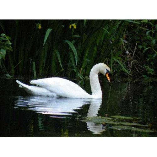 Swan by Mike and Brenda - A Swan on the Bearcroft pool taken by Mike and Brenda Thomason