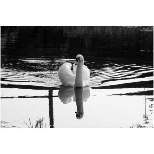 Swan eats Mixed Corn - A Swan on Newport canal, by Darren Wood.