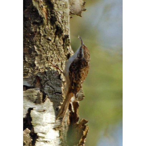 Treecreeper, Wild Bird Food - A Treecreeper in Quarry Wood