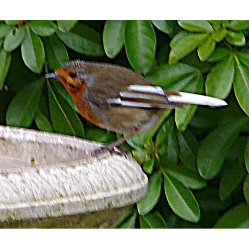 White Robin and Tit Mix - Robin White Wings by Jim Hand