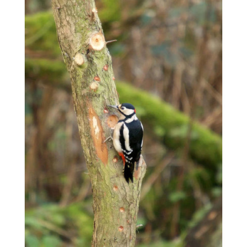 Woodpecker - Suet Balls and Peanuts - Great Spotted Woodpecker Thinking about setting up home
