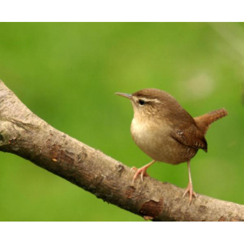 Wren - Robin Food, Mealworms - Jenny Wren taking it easy - But only for a second