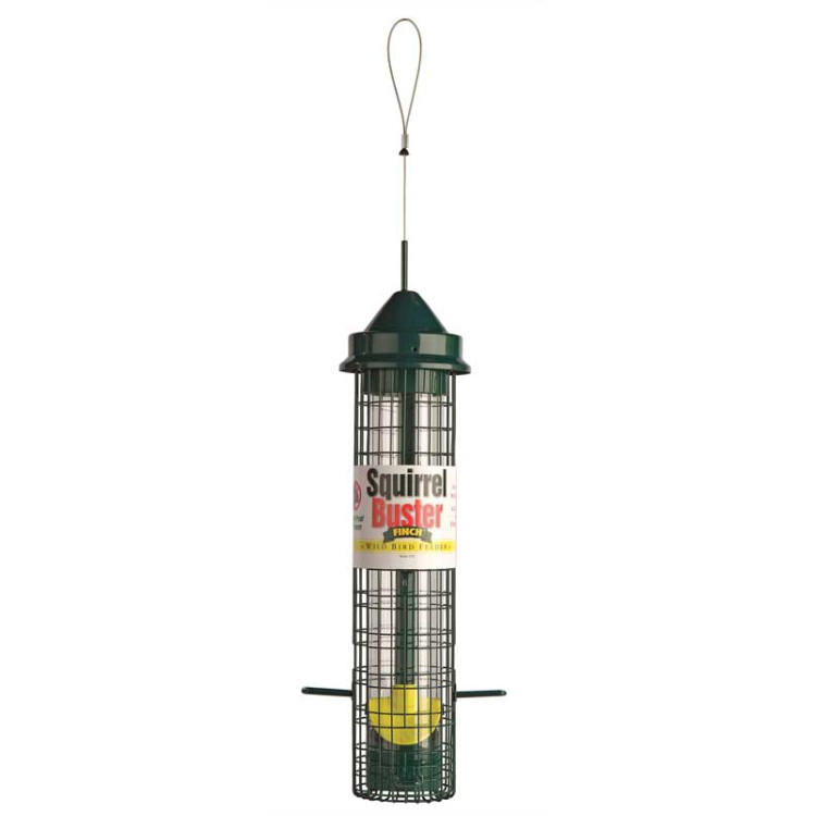 Squirrel Buster Finch