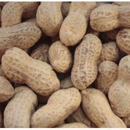 Ground nuts in shells