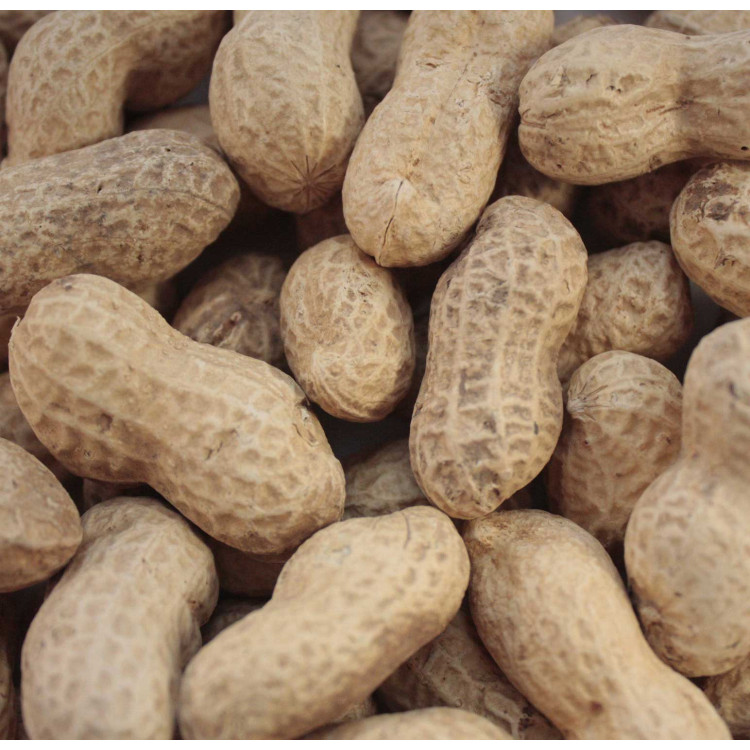 Ground nuts in shells