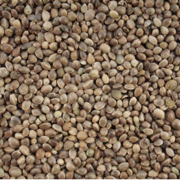Hemp seed for birds-quality bird food