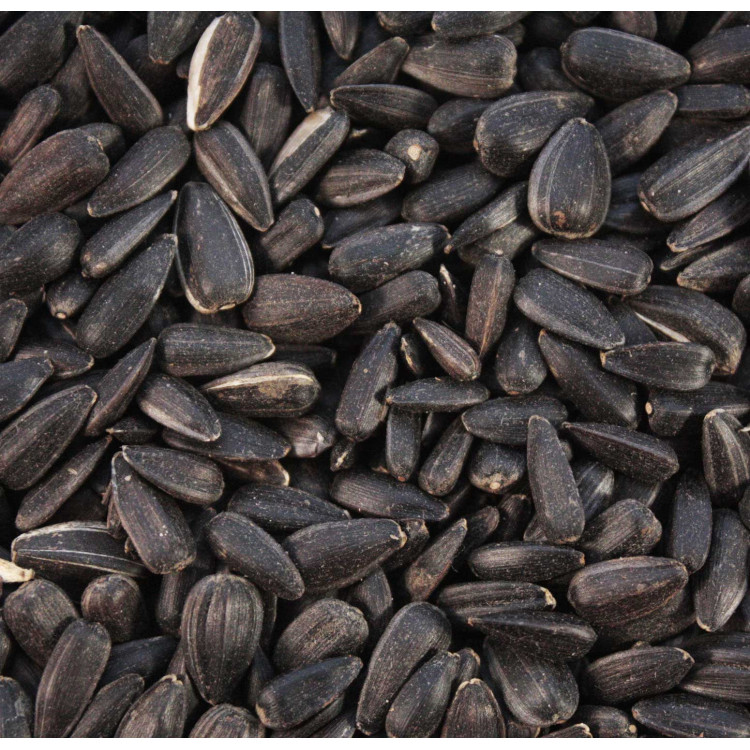 Black Sunflower Seeds