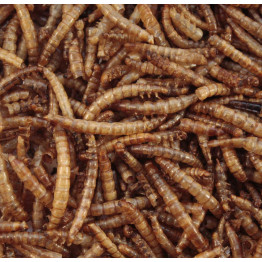 Mealworms for birds
