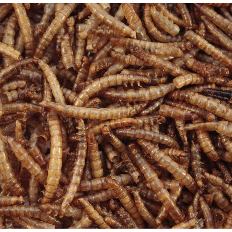 Mealworms for birds