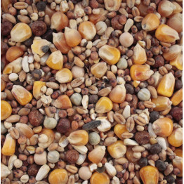 Large bird food