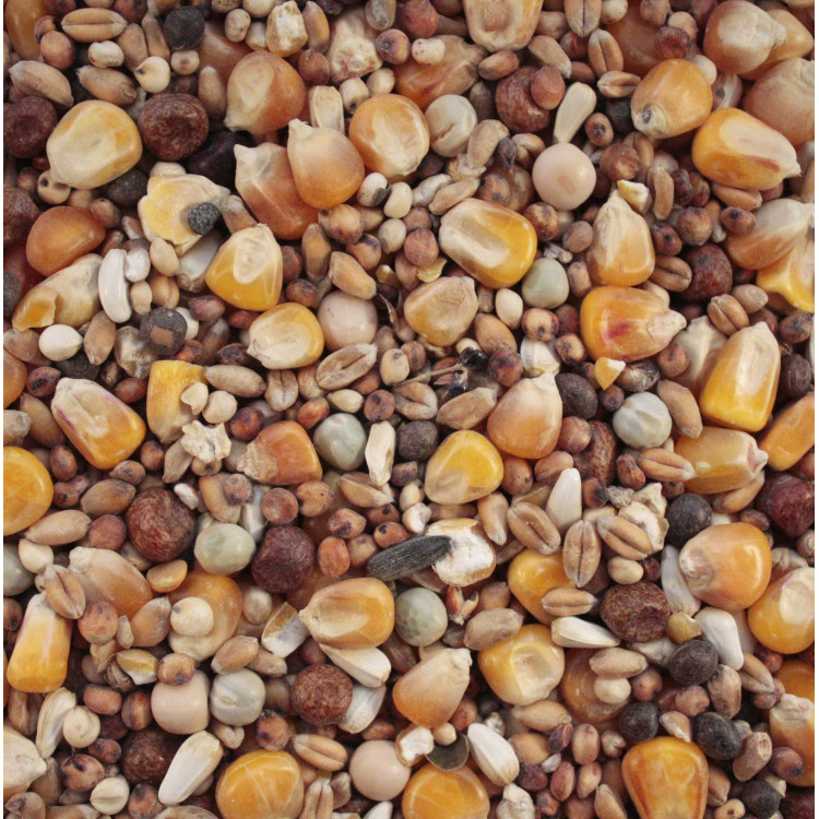 Large bird food