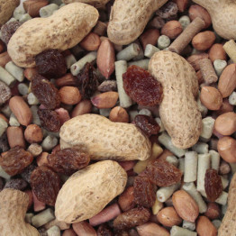 Squirrel Food
