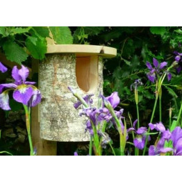 Silver Birch Robin box