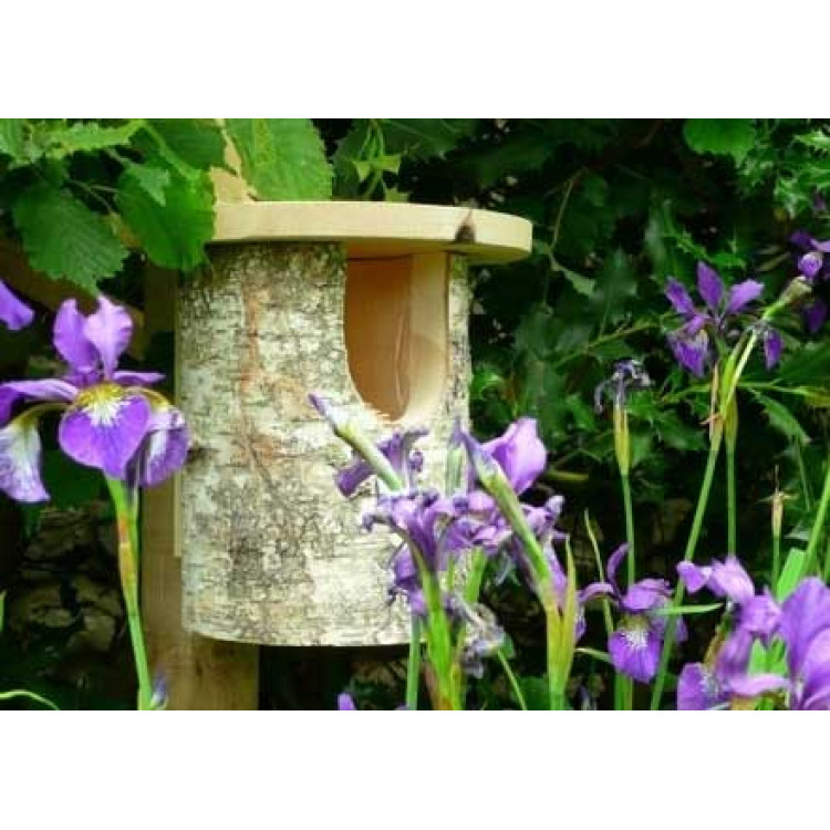 Silver Birch Robin box